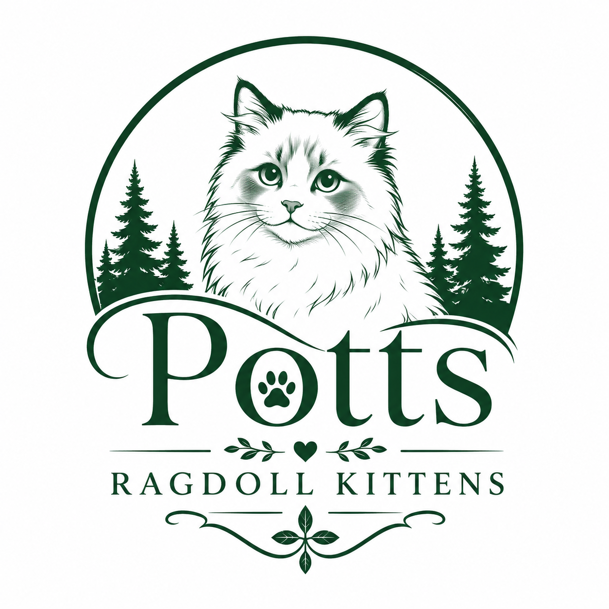 Potts Ragdoll Kittens
