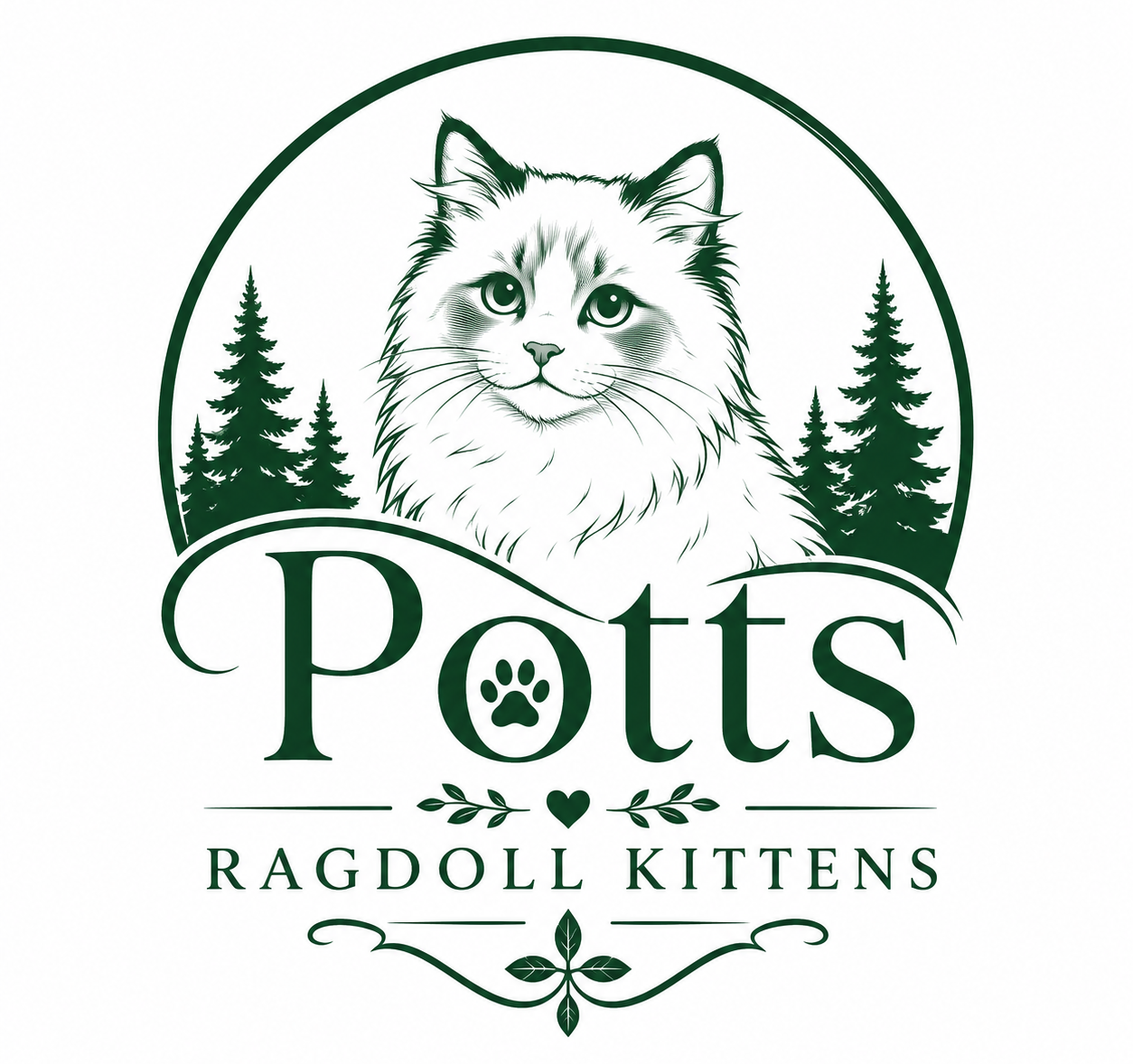 Potts Ragdoll Kittens